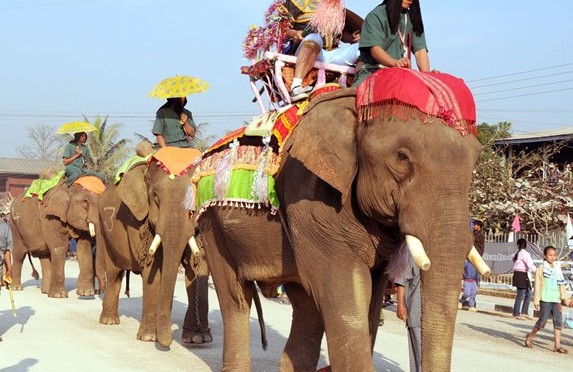 Elephant Festival Sayabouliy(1)