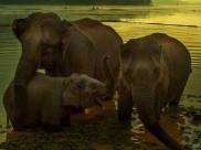 elephant-in-laos